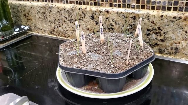 Day 100 This Is What 7 Grass Types From SINGLE SEED Look Like смотреть онлайн
