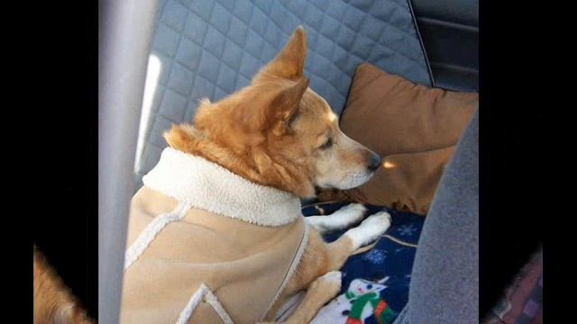 "Thinking Of You" Wendy Waldman and beautiful Carolina Dog Photos смотреть онлайн