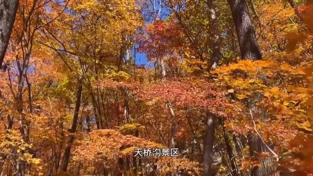 中国枫叶之都—本溪枫林谷，山峦起伏、溪流纵横，整个秋天都美成了童话世界！【行走世界的北京老刘】 смотреть онлайн