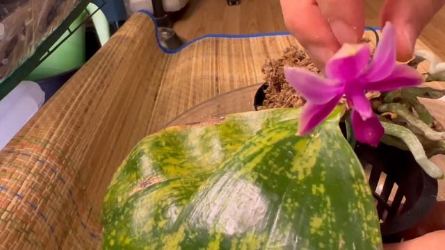 给生病的兰花换个盆 - P. Samera orchid repot смотреть онлайн