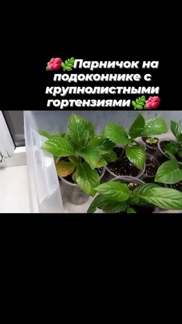 🌱🌺Мой парничок на подоконнике с крупнолистными гортензиями🌺 24.10. #ЦветыуНатальи #гортензии смотреть онлайн