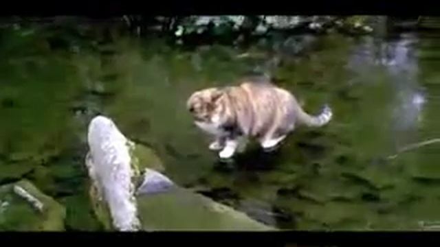 Кошачья рыбалка смотреть онлайн
