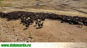 Гиссарские овцы и саги дахмарда Ходжи Наима Мирзорахимова