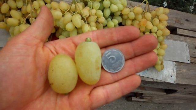 Виноград 2017 (часть 6) Панченко смотреть онлайн