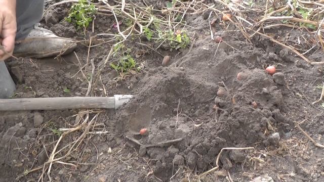 БРОСИЛ ЗОЛЫ ПОД КУСТ И ВОТ ЧТО ВЫШЛО..