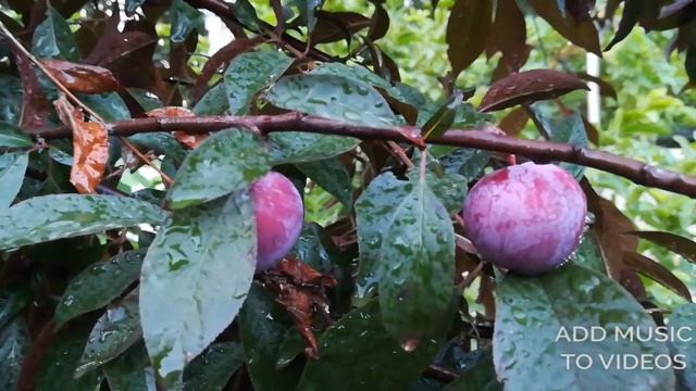 Red Plum смотреть онлайн