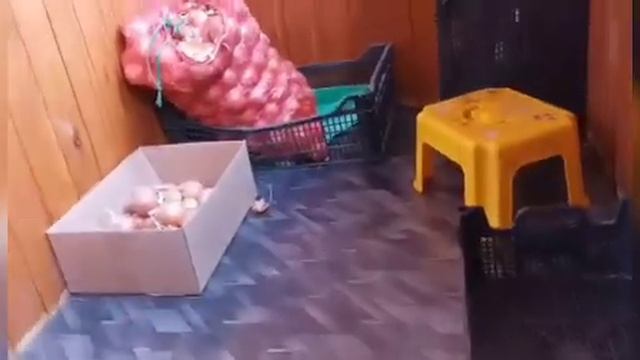 Пародия на новости. смотреть онлайн