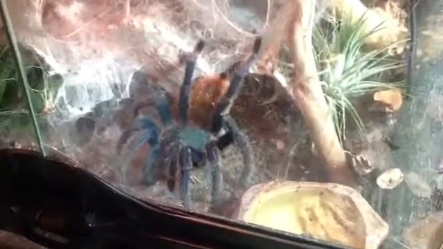 Chromatopelma cyaneopubescens eats Gryllus bimaculatus смотреть онлайн