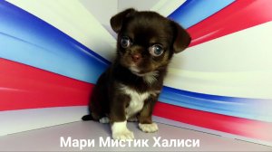 КОГДА у #чихуахуа ВСТАЮТ уши ? #НЕСЧАСТНЫЕ НЕ #кастрированные_собаки живущие в КАРЦЕРЕ всю жизнь.