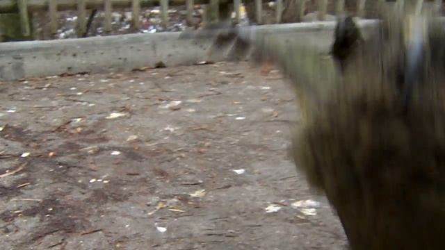 Kea Loves Being on Camera-Cincinnati Zoo смотреть онлайн