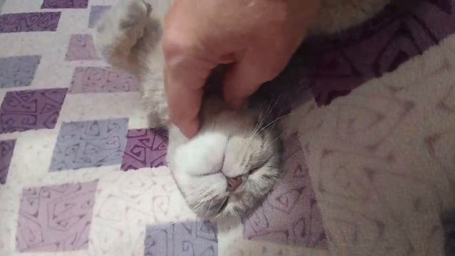 Как лежит мой кот смотреть онлайн