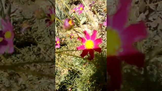 Вот такая солнечная осень с бабочками и цветами 28 09 2018 смотреть онлайн