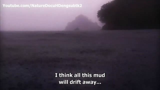 The most dangerous animal (shark)