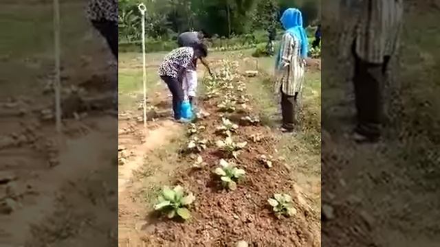 Pengendalian ulat Plutella xylostella mahasiswa Agroteknologi Universitas Ichsan Gorontalo