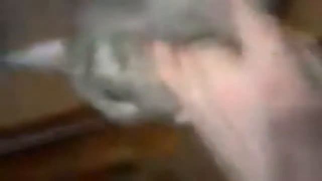 шок очевидцы засняли нападение кошки на человека бой 2020 года смотреть онлайн