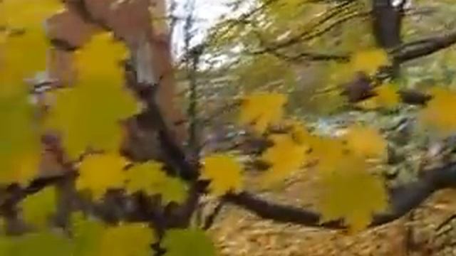Кленовые листья.Осень 2016 смотреть онлайн
