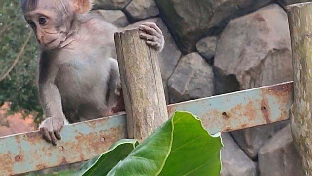 Anak monyet berkumpul dan bermain bersama keluarga #tuAbangChannel смотреть онлайн