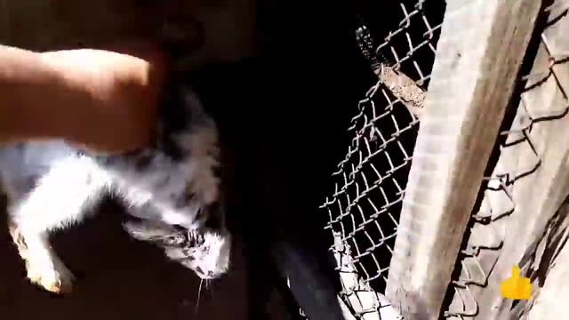 Сбежали маленькие кролики. смотреть онлайн