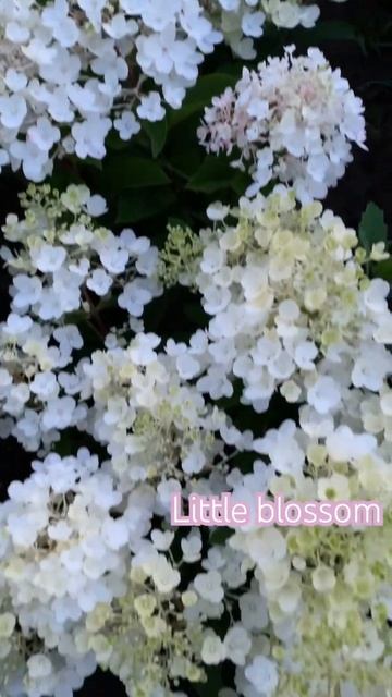 #hydrangeaflower #hortensia #садгортензий #hydrangea #гортензия #flower #paniculata #littleblossom смотреть онлайн