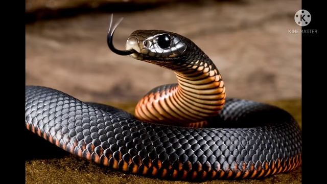 𝙏𝙤𝙥 10 𝘿𝙖𝙣𝙜𝙚𝙧𝙤𝙪𝙨 𝙎𝙣𝙖𝙠𝙚 𝙞𝙣 𝙩𝙝𝙚 𝙬𝙤𝙧𝙡𝙙, #dangeroussnake , #𝕧𝕖𝕟𝕠𝕦𝕞𝕤𝕟𝕒𝕜𝕖intamil , #𝘴𝘱𝘰𝘵𝘭𝘦𝘴𝘴𝘴𝘩𝘰𝘸 #Top10 смотреть онлайн