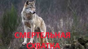 Смертельная схватка. Интересная история про волков.