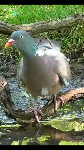 Вяхирь у ручья #birds #shorts смотреть онлайн