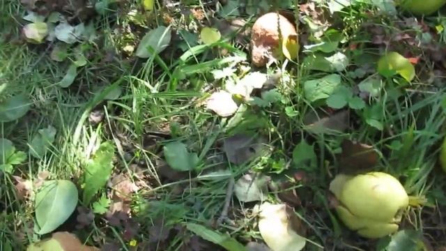 Созрела! смотреть онлайн