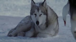 КЛИП К ФИЛЬМУ  БЕЛЫЙ ПЛЕН  (480p)