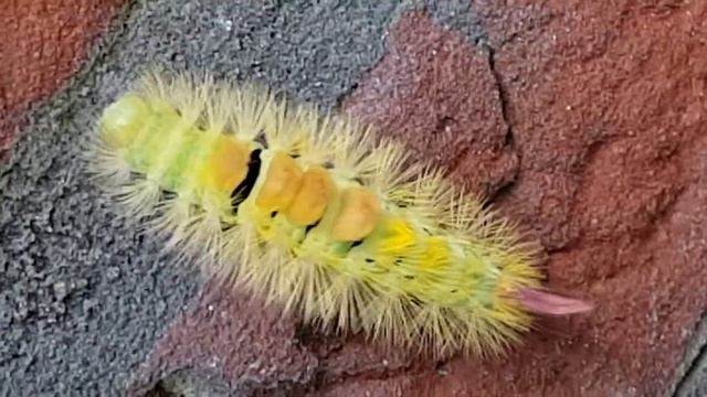 Rups van de Meriansborstel Close-up смотреть онлайн