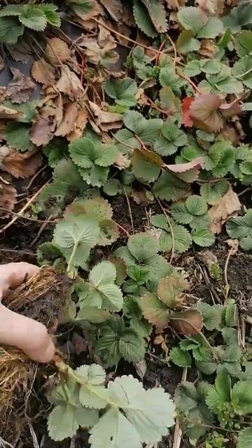 топовые сорта Саженцев Клубники смотреть онлайн