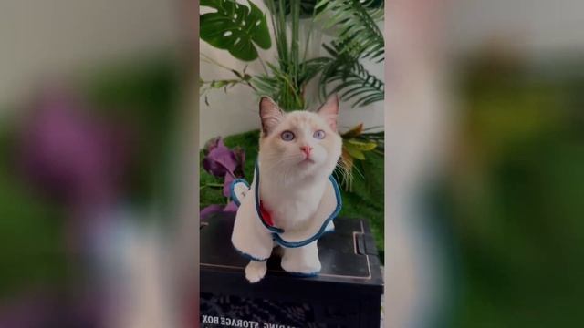 Кошки олигархи смотреть онлайн