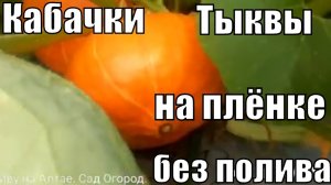 Грядка-термос на дёрне. Июль, без полива кабачки и тыквы