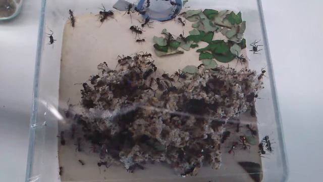 Fungus garden of leaf-cutting ants - Acromyrmex lundi смотреть онлайн