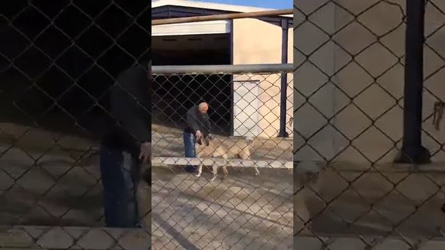 Ведат Ажьиба со своими кангалами смотреть онлайн