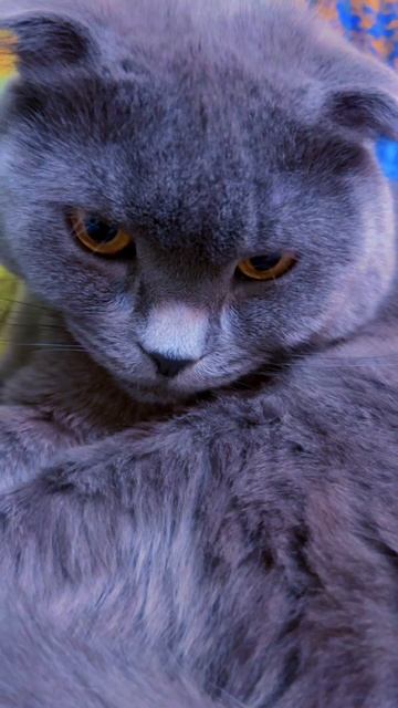 🔴КОТ СМОКИ🔴 смотреть онлайн