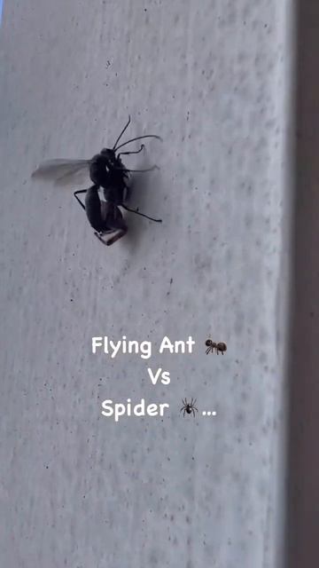 Flying ANT 🐜 Vs SPIDER 🕷️…#animallife #ANTS #spiders #strong #strongerthanyouthink смотреть онлайн