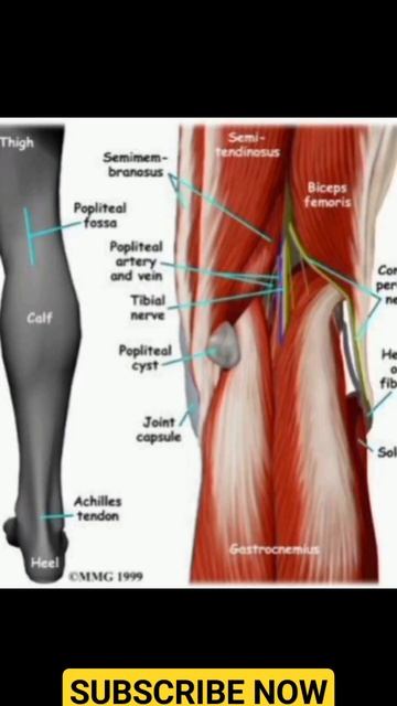 What are the causes of knee pain? #anatomy_physiology #kneepain #innovation смотреть онлайн