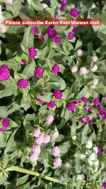 Gomphrena का पौधा गर्मियों में लगाएं. और पाएं सुंदर फूल#flowers#plants #shorts #trendingshorts смотреть онлайн