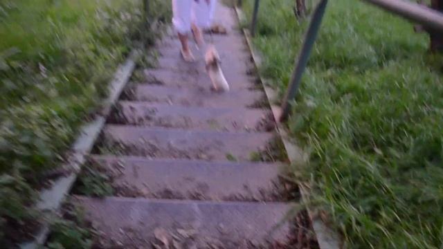 Два хорька чуть не подрались смотреть онлайн