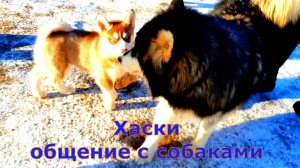 Сибирская Хаска Невероятные кадры общение с собаками Кострома Симаково