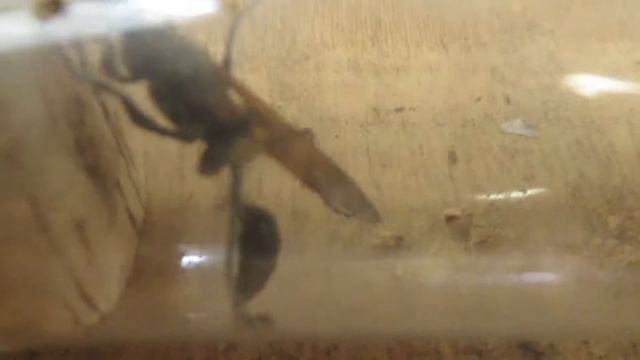 Nascimento De Vespa Sphecidae