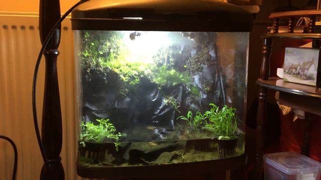 How to Make a Fast Growing Moss & Microfauna mix for Terrarium (Moss wall in 3 months) смотреть онлайн