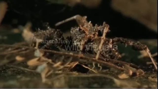 Portia Fimbriata: The Fringed Jumping Spider смотреть онлайн