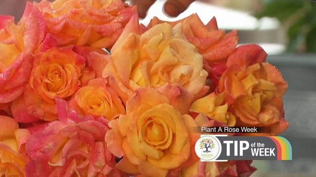 Sanders Nursery Tip of the Week #6 - Rose Week in Broken Arrow смотреть онлайн