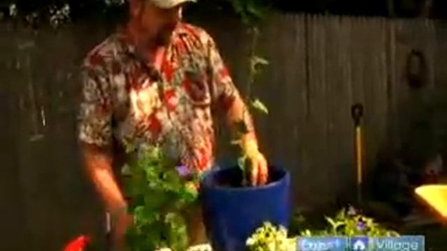 Direct Sunlight Conditions: Container Gardening Tips, Ideas & Advice смотреть онлайн