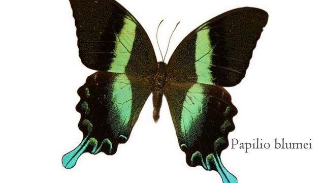 BioQuip Bugs Unboxing - Butterflies & Moths смотреть онлайн