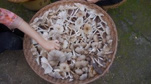 得尝一次，终身难忘——鸡枞油【滇西小哥】