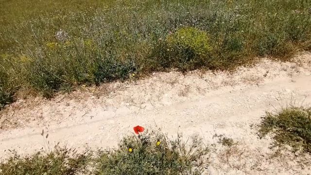 Цветущие маки и лен на Тарханкуте