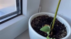 Вырастил горох на подоконнике. Что получилось?