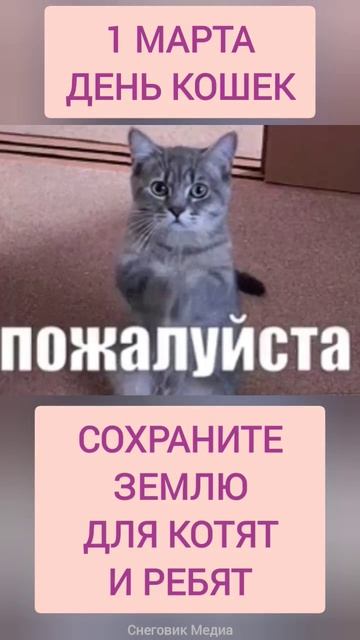 1 марта - День кошек в России! смотреть онлайн